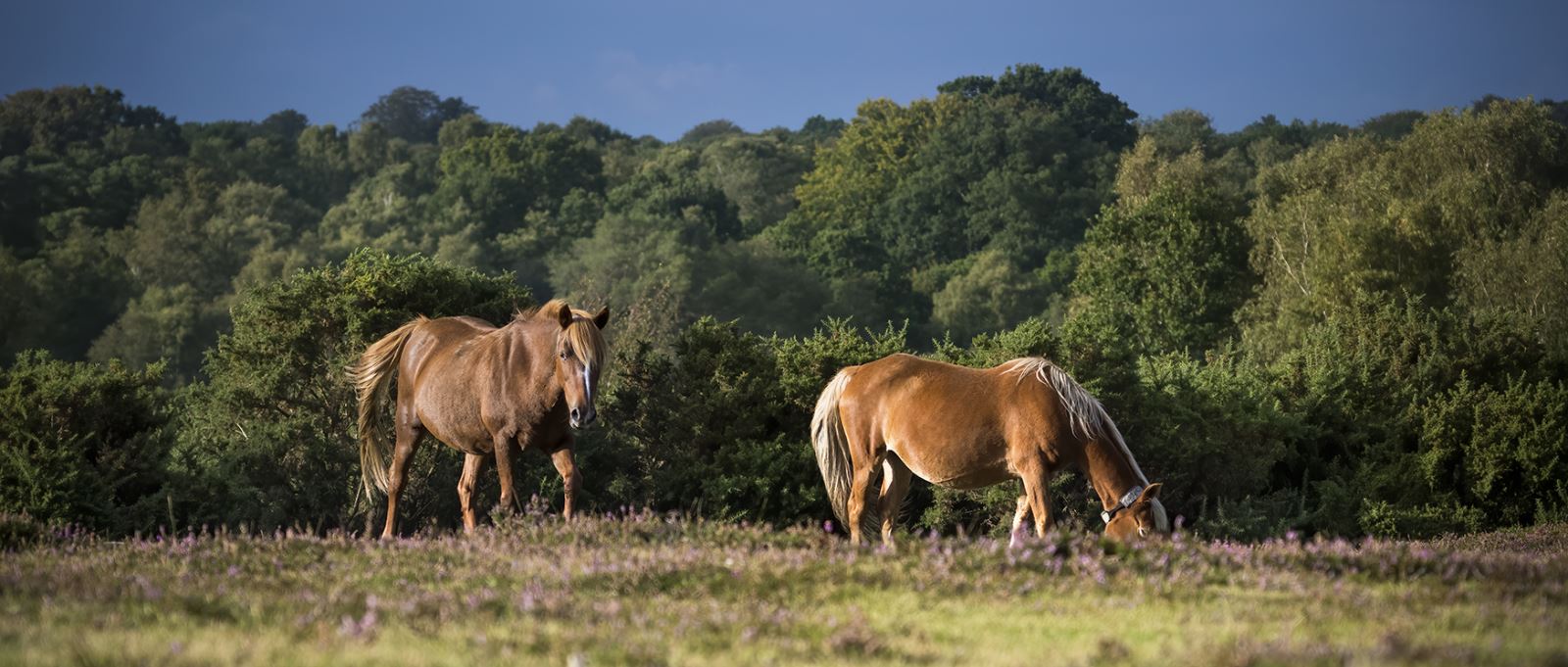 New Forest Ponies in the New Forest National Park, Hampshire